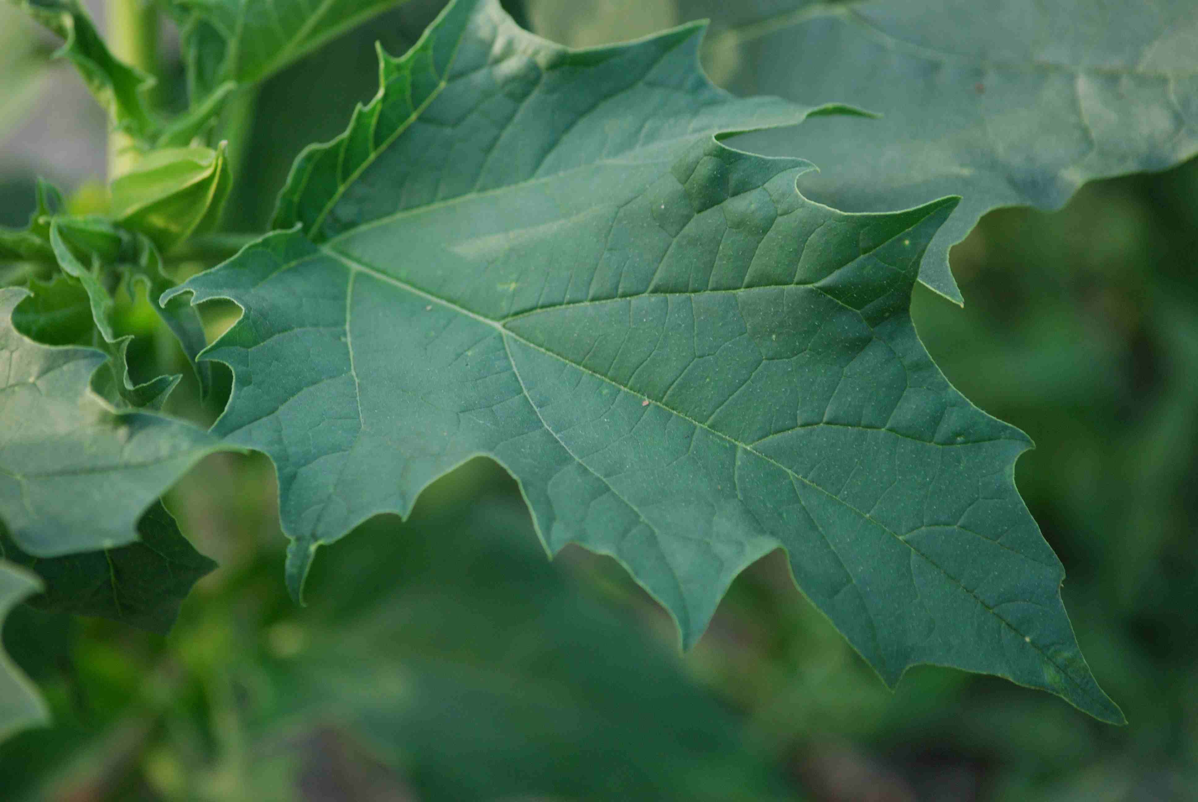 Datura stramonium